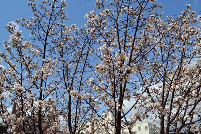 yunokawa onsen emi hakodateya