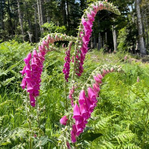 Eco Yourte Les Airelles,Saint-Antheme>>Puy-De-Dome,1 star