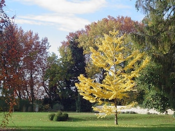 saint laurent des arbres