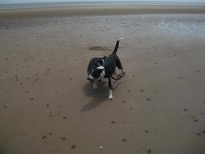 the jasmine guest house