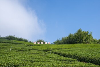 alishan tea homestay
