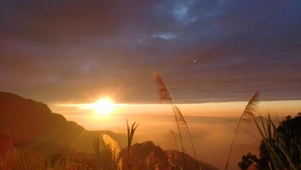 alishan tea homestay