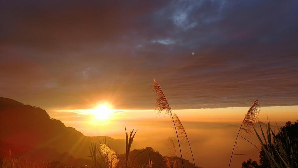 alishan tea homestay