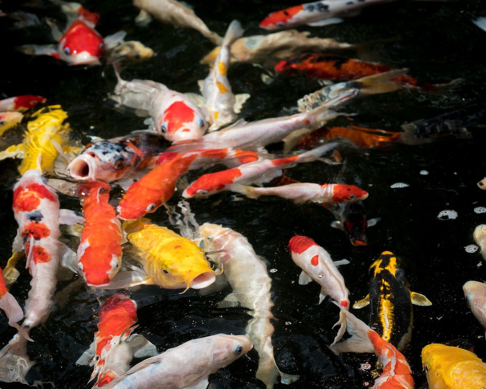 arsela hotel pangkalan bun