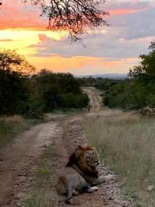 Sausage Tree Safari Camp,Hoedspruit>>Balule Game Reserve,4 star