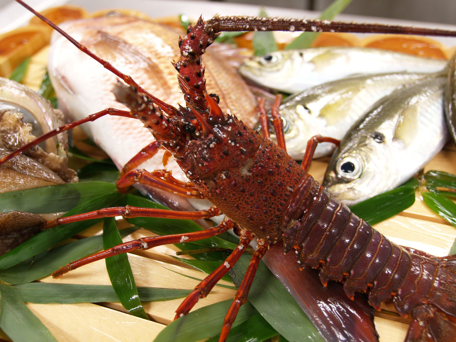 Gora Kansuiro,Gora>>Ashigarashimo,3 star