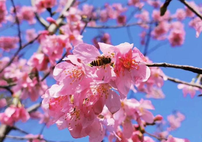 carp islet resort fuzhou