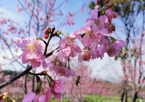 carp islet resort fuzhou