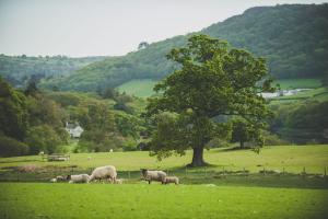 caer rhun hall hotel