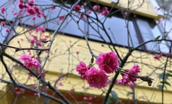 little sunshine bandb