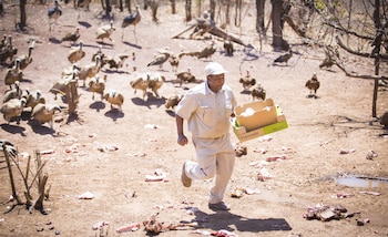 victoria falls safari lodge