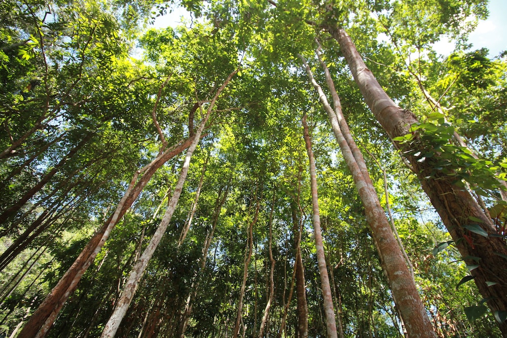 chestnut hill eco resort