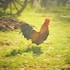 wanlapa farmstay