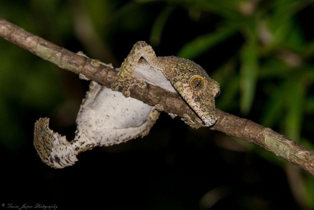 manafiafy beach and rainforest lodge