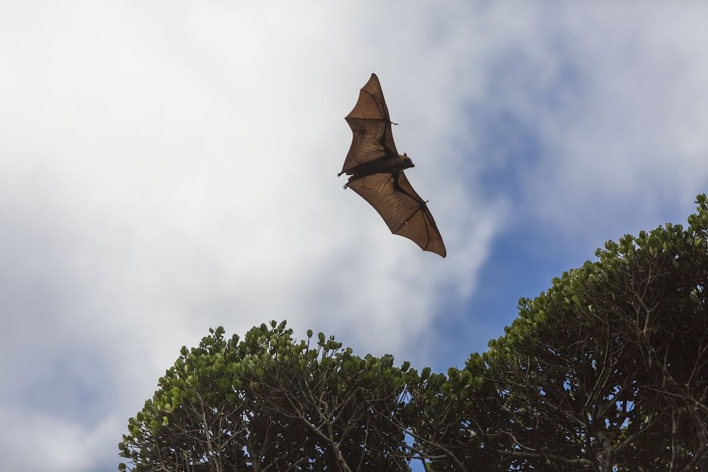 manafiafy beach and rainforest lodge