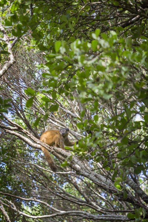 manafiafy beach and rainforest lodge