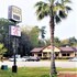 savannah