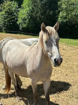chateau de la bucherie