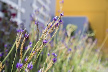 Hotel Alcatruz,Aljezur>>Algarve,2 star