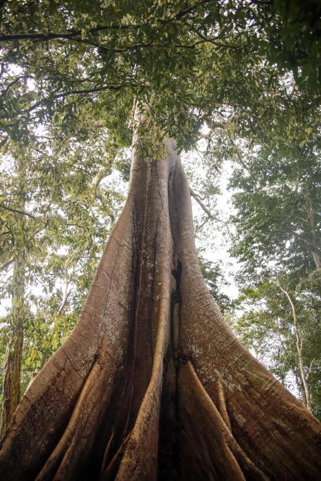 amazonia jungle hotel