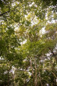 amazonia jungle hotel