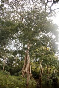 amazonia jungle hotel