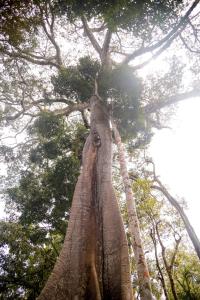 amazonia jungle hotel