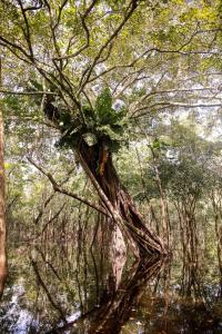 amazonia jungle hotel