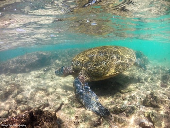 international beach hotel and restaurant