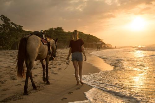 palomino