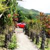 daniellas bungalows