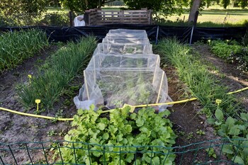 barchem