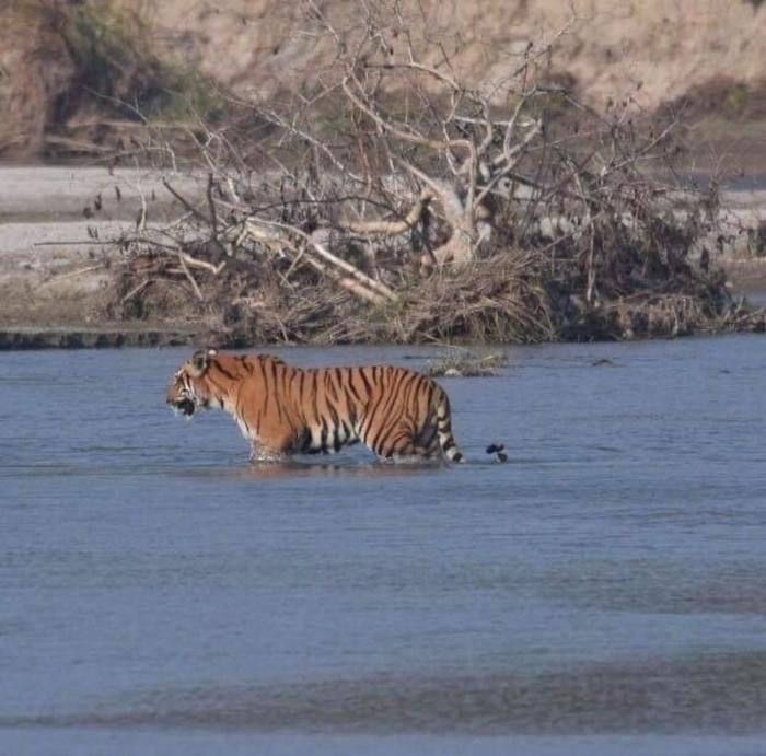 traveller jungle camp