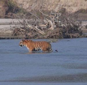 traveller jungle camp