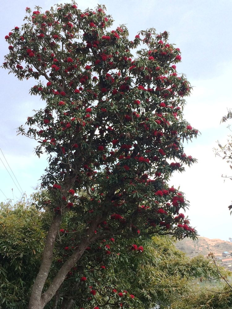 golden gate guest house