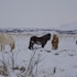 selfoss