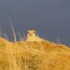 selfoss