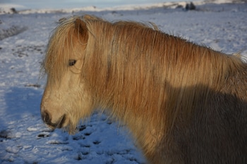 selfoss
