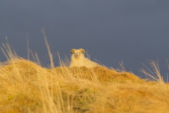 selfoss