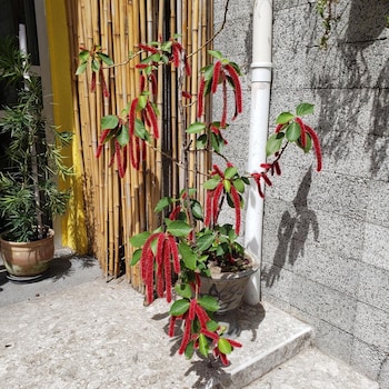 pousada som do mar maceio