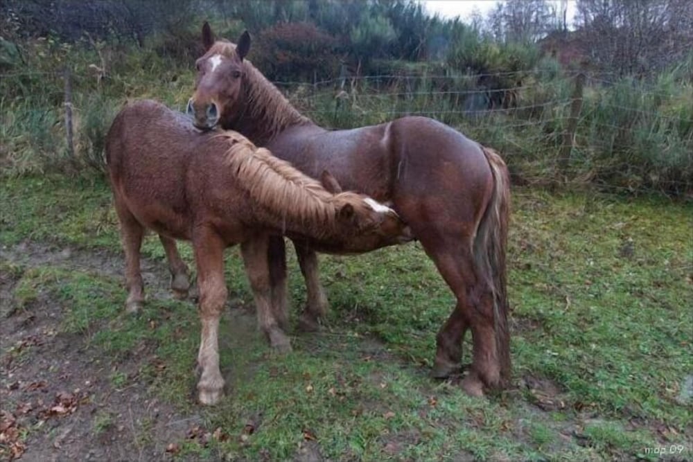 hotel rural la posada el sestil