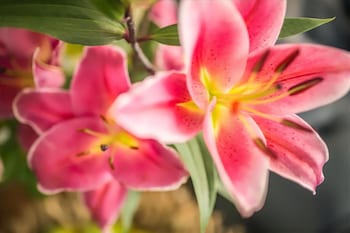 san michele al tagliamento