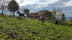 villayon