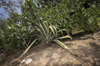 sithonia