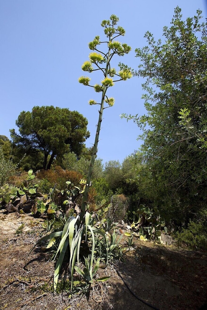 sithonia