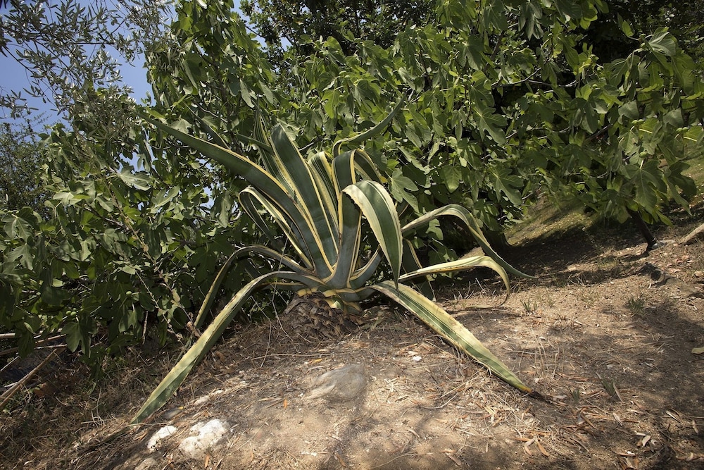 sithonia