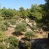 sithonia