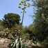 sithonia