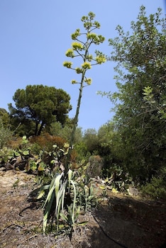 sithonia