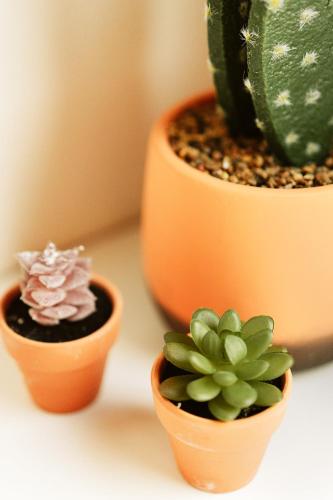 hostal pichorradicas